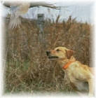 dog in field